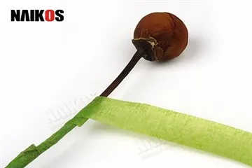 Ki jan yo sèvi ak tep floral an sekirite tij